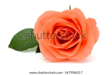 beautiful orange rose flower isolated on white background