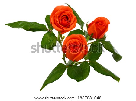 beautiful orange rose flowers isolated on white background