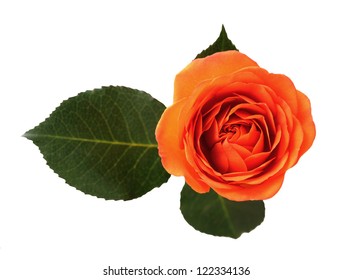 beautiful orange rose isolate on white background