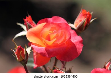 Beautiful Orange Rose 