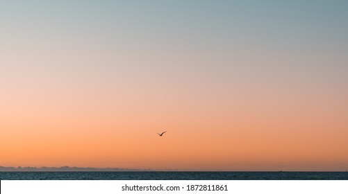 Beautiful Orange Teal Gradient Sky. Single Bird Silhouette. Perth West Coast View