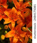 Beautiful orange tiger lily bouquet in the summer