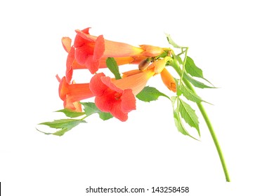 Beautiful orange trumpet flower isolated on a white background