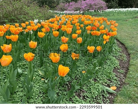 Beautiful Orange Tulip Garden Landscape Background