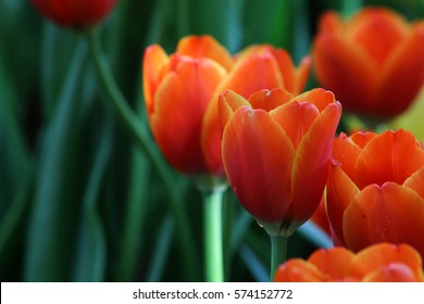 Beautiful orange tulips.