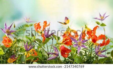 Beautiful orange and violet flowers, butterflies in summer garden. Clematis and Gloriosa flowers. Summer floral concept. Banner.