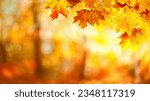 Beautiful orange and yellow autumn leaves against a blurry park in sunlight with beautiful bokeh. Natural autumn background.