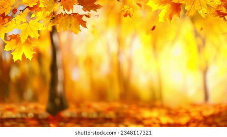 Beautiful orange and yellow autumn leaves against a blurry park in sunlight with beautiful bokeh. Natural autumn background.