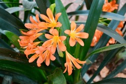 Beautiful Orange And Yellow Clivia Flowers (cyrtanthiflora)
