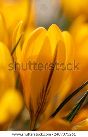 Similar – Image, Stock Photo spring awakening Flower