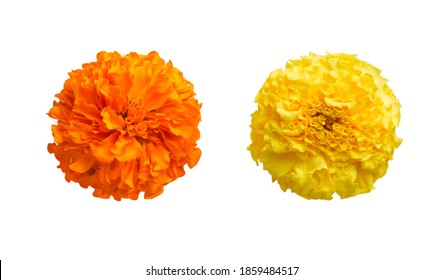 beautiful orange and yellow marigold flowers isolated on white background Indian flowers for traditional functions pongal, diwali, marriage, ayudha pooja  