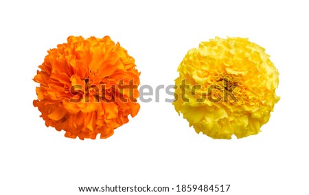 beautiful orange and yellow marigold flowers isolated on white background Indian flowers for traditional functions pongal, diwali, marriage, ayudha pooja  