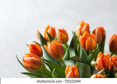 Beautiful orange and yellow tulips on light gray wall. Flower background. Warm colors. copy space