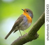 A beautiful orange-red and light brown European Robin bird standing in a tree branch and blurry nature background for focusing at this beautiful bird