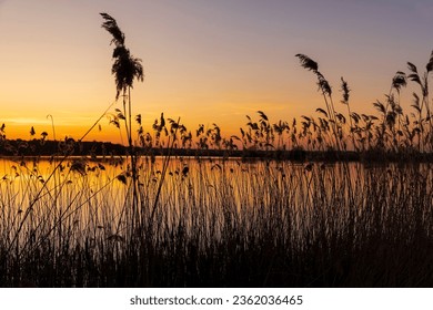 beautiful orange-yellow sunset on a lake with tall grass, the silhouette of tall grass on the background of sunset on the lake is yellow-orange - Powered by Shutterstock