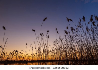 beautiful orange-yellow sunset on a lake with tall grass, the silhouette of tall grass on the background of sunset on the lake is yellow-orange - Powered by Shutterstock