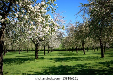 Beautiful Orchard In Blossom, Somerset, UK