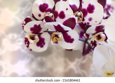 beautiful orchid flower blooming at rainy season