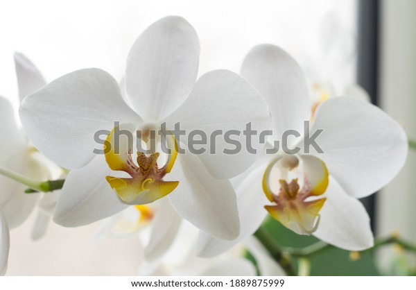 Beautiful\
orchid flower. Beautiful decorative\
flowers.
