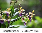 Beautiful orchid flower Dendrobium Barack and Michelle Obama 