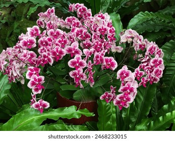 Beautiful orchid flower with green leaves  in garden background - Powered by Shutterstock