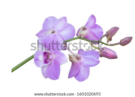 Beautiful orchid flower with isolated on white background. There are purple and white.