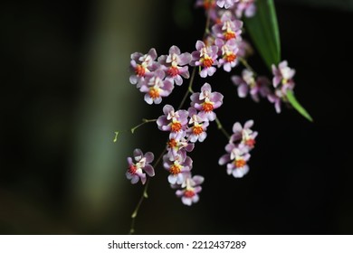 Beautiful orchid flower Oncidium Twinkle Pink Profusion