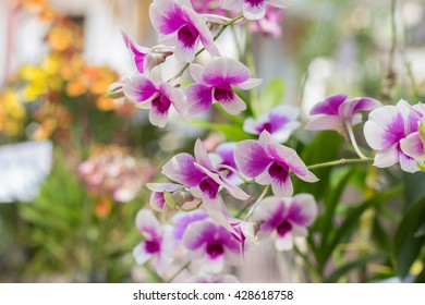 Beautiful orchid flowers. Orchid flowers with leaves on out of focus garden background. 