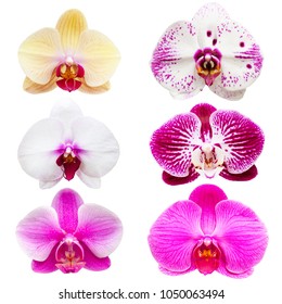 Collection Orchid Isolated On White Background Stock Photo 765528709 ...