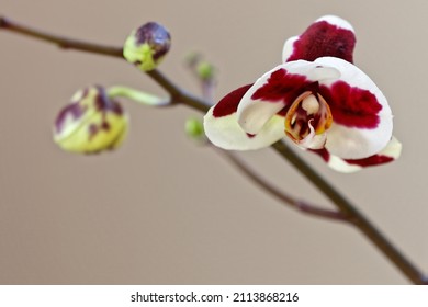 A beautiful orchid in full bloom with a beige background.