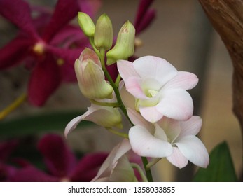Beautiful orchid photos - Shutterstock ID 1358033855