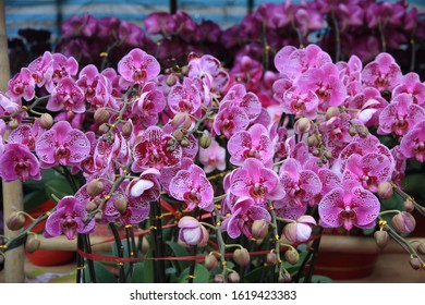 Beautiful Orchids Blossoming In A Chinese New Year Flower Market, Hong Kong