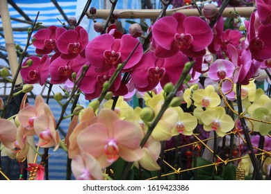 Beautiful Orchids Blossoming In A Chinese New Year Flower Market, Hong Kong