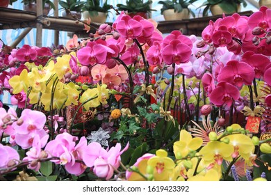 Beautiful Orchids Blossoming In A Chinese New Year Flower Market, Hong Kong