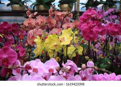 Beautiful Orchids Blossoming In A Chinese New Year Flower Market, Hong Kong