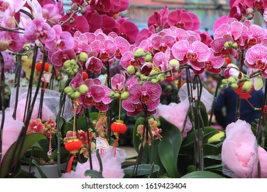 Beautiful Orchids Blossoming In A Chinese New Year Flower Market, Hong Kong