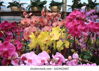 Beautiful Orchids Blossoming In A Chinese New Year Flower Market, Hong Kong