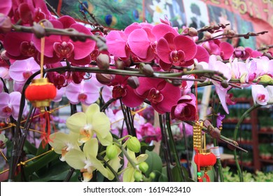 Beautiful Orchids Blossoming In A Chinese New Year Flower Market, Hong Kong