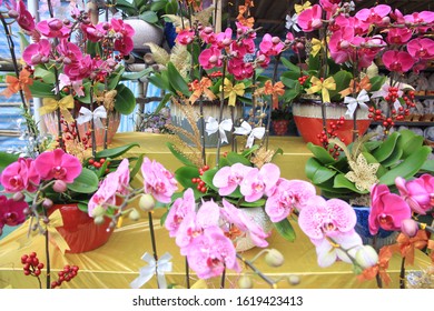 Beautiful Orchids Blossoming In A Chinese New Year Flower Market, Hong Kong