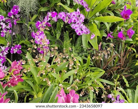 Beautiful orchids are many profitable export products. In Thailand.