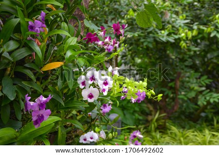Beautiful orchids in a tropical garden,Close up.Purple Orchids Vanda in the orchids Farm,Bright colored wild orchid as floral background,Wild lady slipper orchids in a bog of the cypripedioidea family