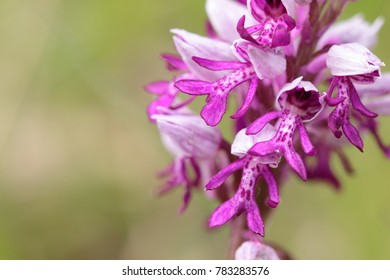 Beautiful Orchis Militaris 