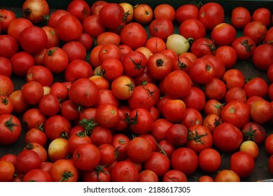 Beautiful Organic Tomato Background Shot 