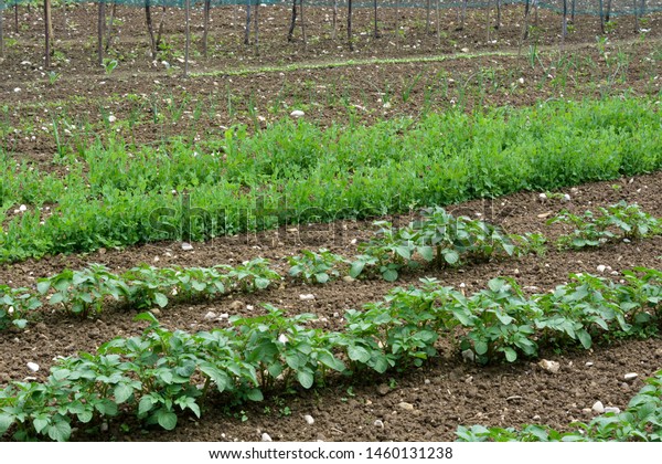 Beautiful Organic Vegetable Garden Without Pesticides Stock Photo