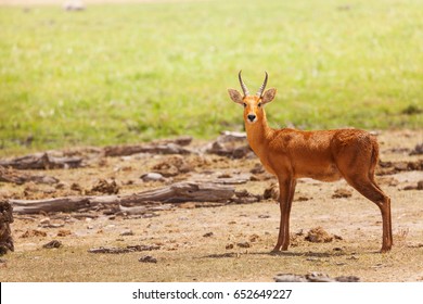 Beautiful Oribi Standing In Grassland Of Savanna