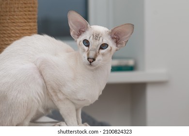 A beautiful oriental cat, with blue eyes and large ears. Extreme type. Siamese oriental breed.