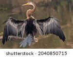 A beautiful Oriental darter (Anhinga melanogaster) sitting on a tree branch with open wings in a blurred background at Keoladeo National Park, Bharatpur, Rajasthan, India