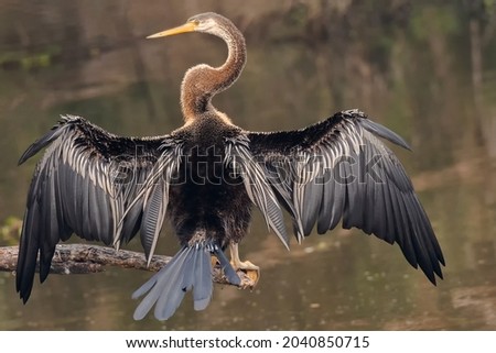 A beautiful Oriental darter (Anhinga melanogaster) sitting on a tree branch with open wings in a blurred background at Keoladeo National Park, Bharatpur, Rajasthan, India