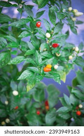 Beautiful ornamental 5 color Chinese pepper load of fruits growing at side of house in Dallas, Texas, US, hues rainbow, turning from cream, purple, yellow, orange, and red, lush green foliage. Organic - Shutterstock ID 2393949163