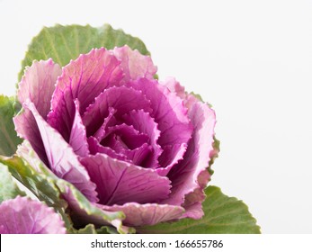 Beautiful Ornamental Cabbage